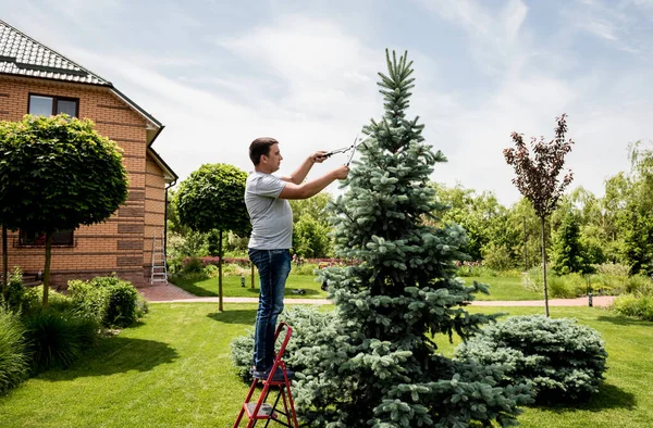 专业园艺师用花园剪刀修剪树木 — 图库照片