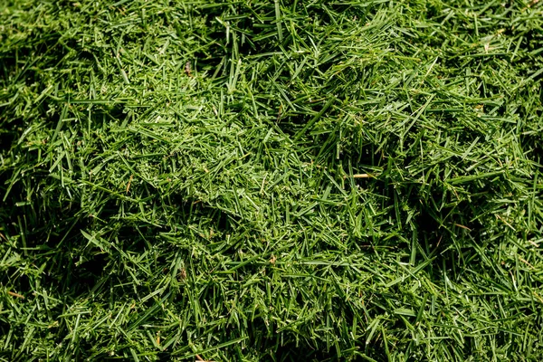 Konsistensen på klippt grönt gräs. — Stockfoto