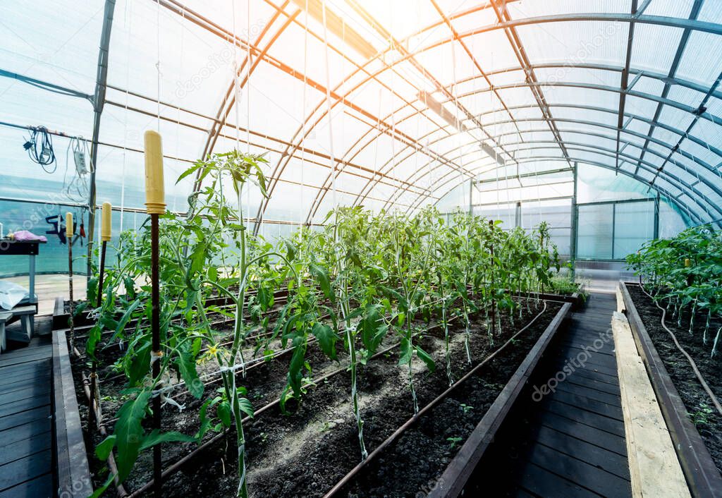 Plants growing in a plant greenhouse. Agriculture