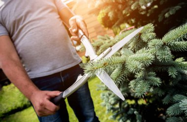 Profesyonel bahçıvan bahçe makası ile ağaç buduyor.