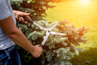 Profesyonel bahçıvan bahçe makası ile ağaç buduyor.