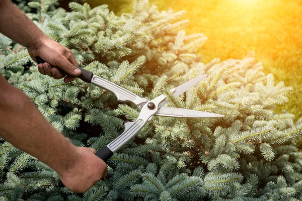 Profesionální zahradník prořezává strom zahradními nůžkami — Stock fotografie