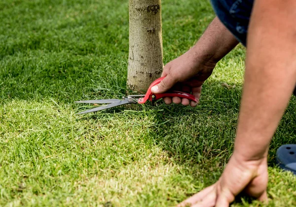 Professionell trädgårdsmästare beskärning ett gräs med trädgård sax — Stockfoto