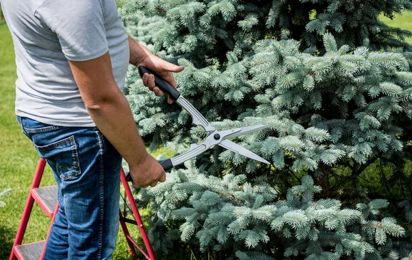 Profi-Gärtner beschneidet Baum mit Gartenschere — Stockfoto