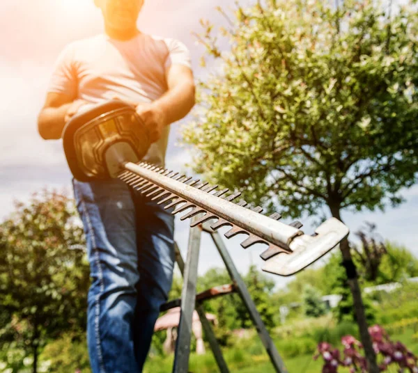 Un jardinero recortando árboles con recortadora de setos —  Fotos de Stock