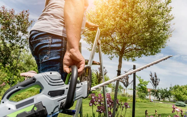 Een tuinier trimt bomen met heggenschaar — Stockfoto