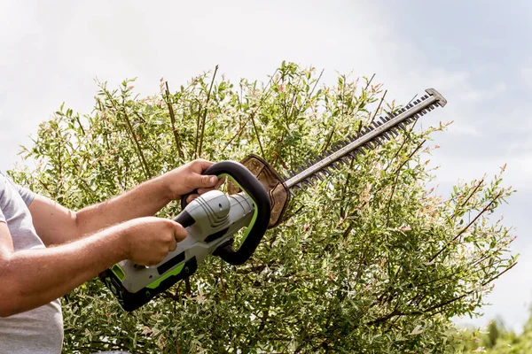 Un jardinero recortando árboles con recortadora de setos —  Fotos de Stock