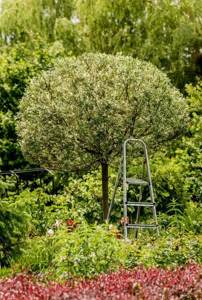 Hermoso diseño de paisaje de jardín. Fondo del día de verano — Foto de Stock