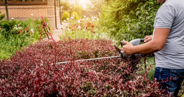 A gardener trimming shrub with hedge trimmer