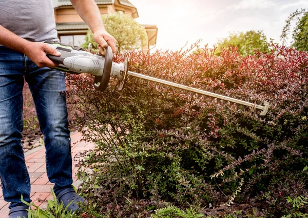 Een tuinier trimmen struik met heggenschaar — Stockfoto