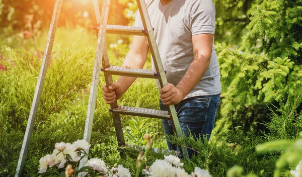 Jardinier professionnel va couper des arbres avec des ciseaux de jardin et échelle — Photo