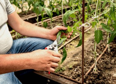 Serada çalışan bir bahçıvan. Tarım geçmişi