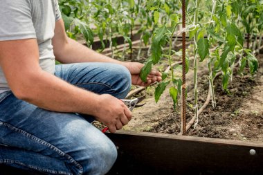 Serada çalışan bir bahçıvan. Tarım geçmişi
