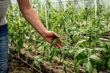 Serada çalışan bir bahçıvan. Tarım geçmişi