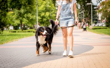 Sahibi parkta Berner Sennenhund köpeğiyle yürüyor..