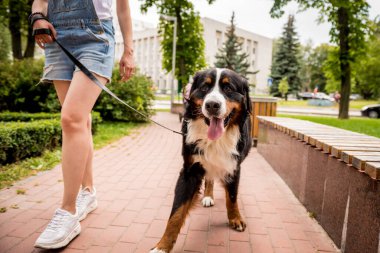 Sahibi parkta Berner Sennenhund köpeğiyle yürüyor..