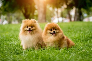 Portrait of cute two pomeranian dogs at the park. clipart