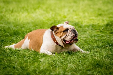 Parktaki şirin İngiliz bulldog 'unun portresi.