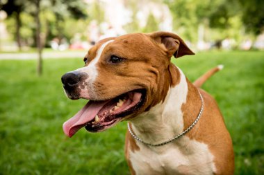 Parktaki sevimli Amerikan Stadyumu teriyerinin portresi..