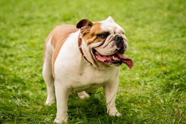 Parktaki şirin İngiliz bulldog 'unun portresi.