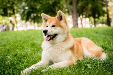 Parktaki şirin akita inu köpeğinin portresi..