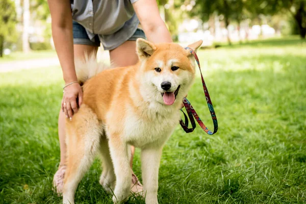 Portrait des niedlichen Akita Inu Hundes im Park. — Stockfoto