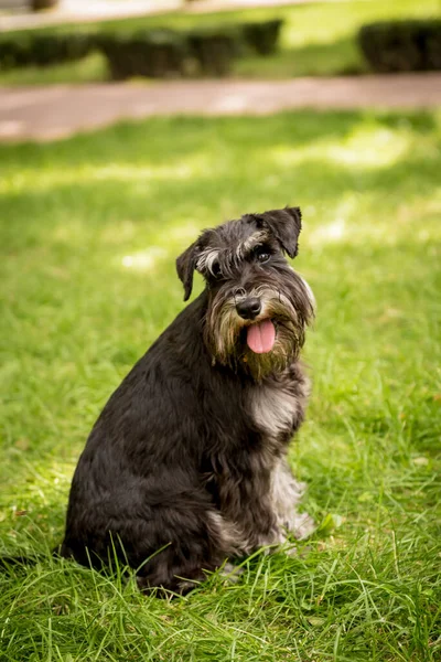 Porträtt av söt miniatyr schnauzer i parken. — Stockfoto