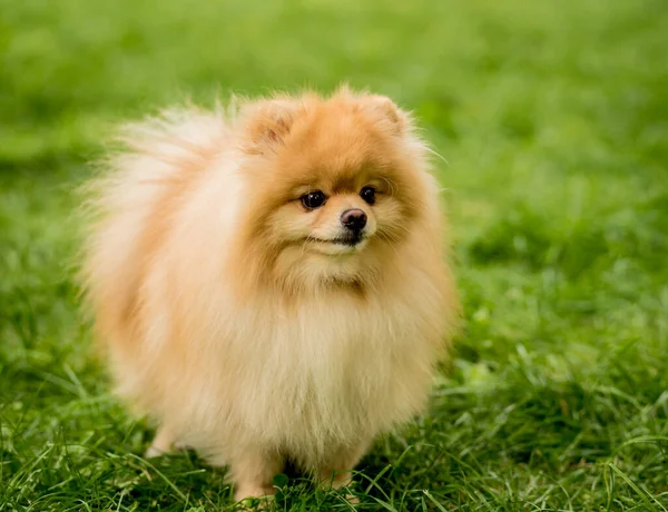 Retrato de lindo perro pomerania en el parque. —  Fotos de Stock