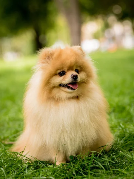 Retrato de lindo perro pomerania en el parque. —  Fotos de Stock