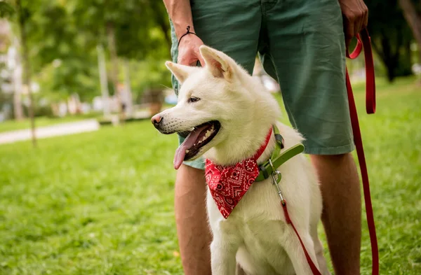 Właściciel trenuje białego psa akita inu w parku. — Zdjęcie stockowe