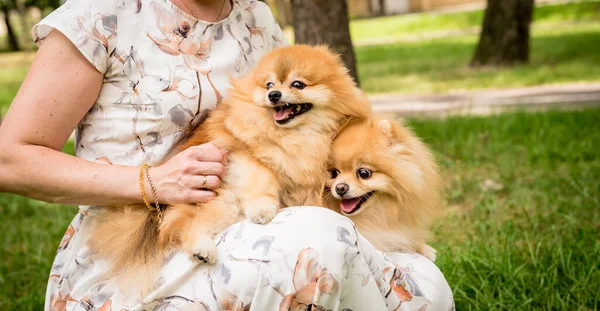 Propietario paseando con dos perros pomeranianos en el parque. — Foto de Stock