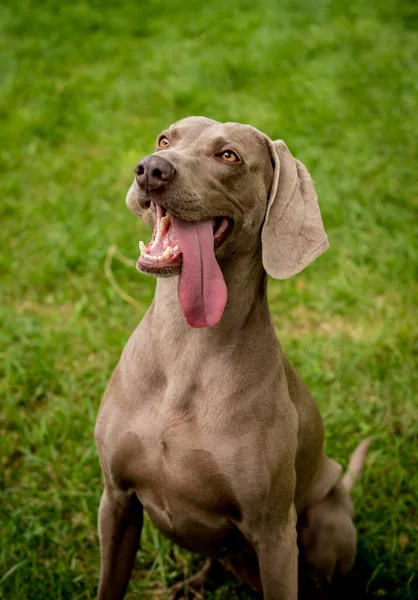 Porträt der süßen Weimaraner Hunderasse im Park. — Stockfoto