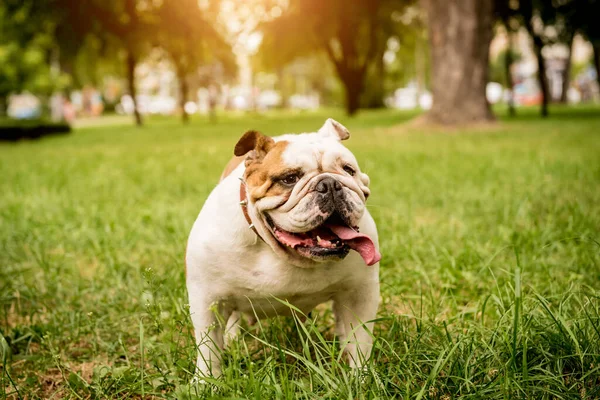 Retrato de lindo bulldog inglés en el parque. — Foto de Stock