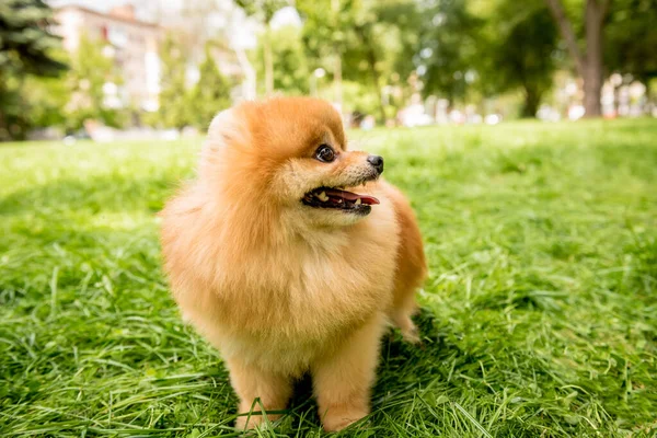 Retrato de lindo perro pomerania en el parque. —  Fotos de Stock