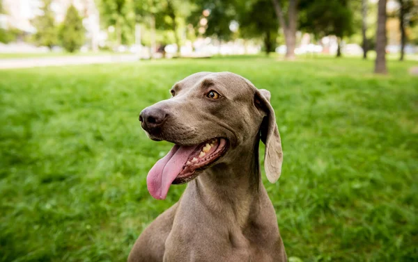 Porträt der süßen Weimaraner Hunderasse im Park. — Stockfoto