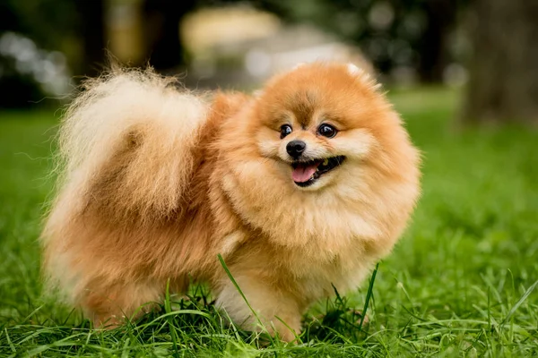 Portret van een schattige pomeranian hond in het park. — Stockfoto