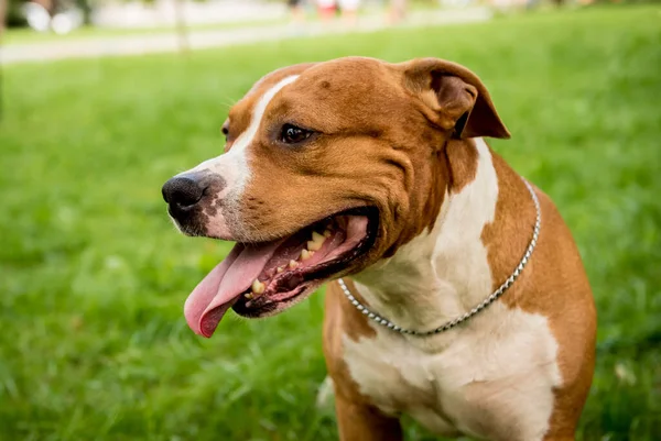 Portrait of cute american staffordshire terrier at the park. — Stock Photo, Image