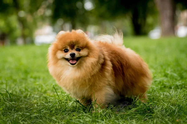 Porträtt av söt pommerska hund i parken. — Stockfoto