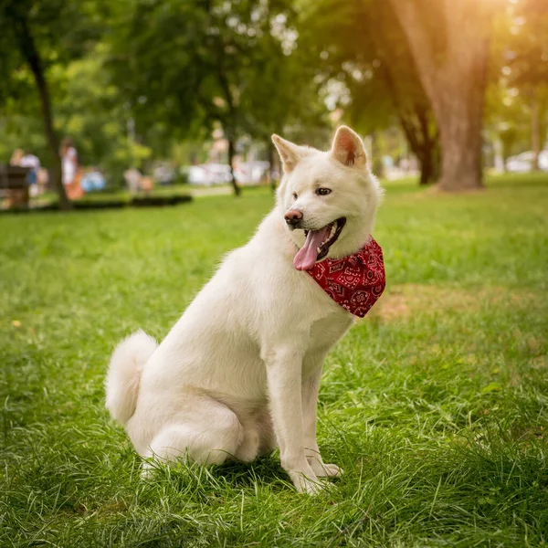 Ritratto di simpatico cane bianco akita inu al parco. — Foto Stock
