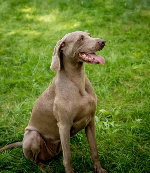 Porträt der süßen Weimaraner Hunderasse im Park. — Stockfoto