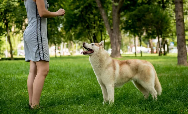 Ägaren tränar husky hund i parken. — Stockfoto