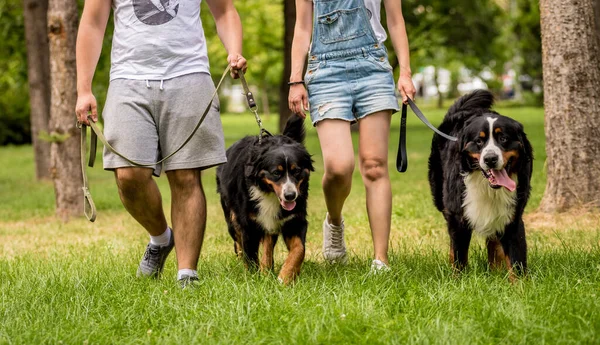 Propietario entrena al perro Berner Sennenhund en el parque. — Foto de Stock