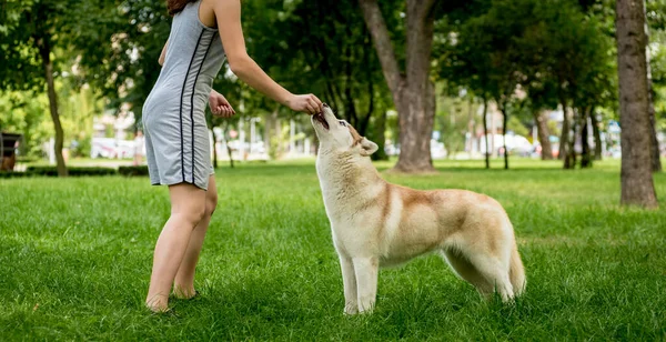 Ägaren tränar husky hund i parken. — Stockfoto