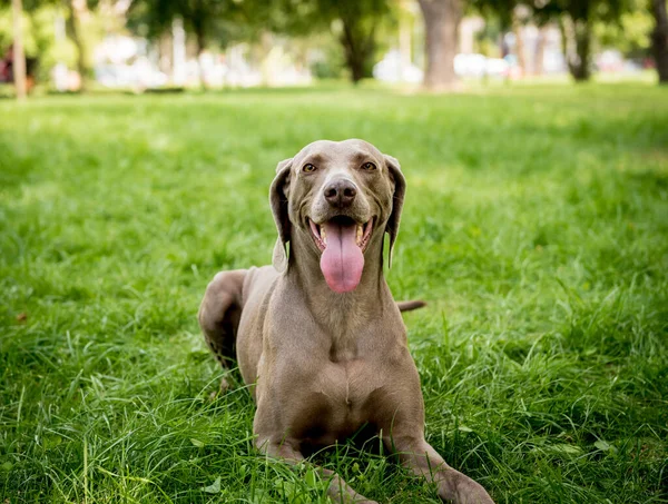 Ritratto di simpatico weimaraner cane razza al parco. — Foto Stock