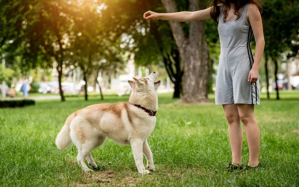 Ägaren tränar husky hund i parken. — Stockfoto