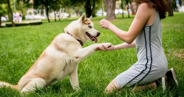 Propietario entrena al perro husky en el parque. — Foto de Stock