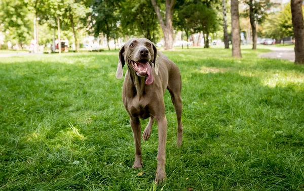 Portrait of cute weimaraner dog breed at the park. — Stock Photo, Image