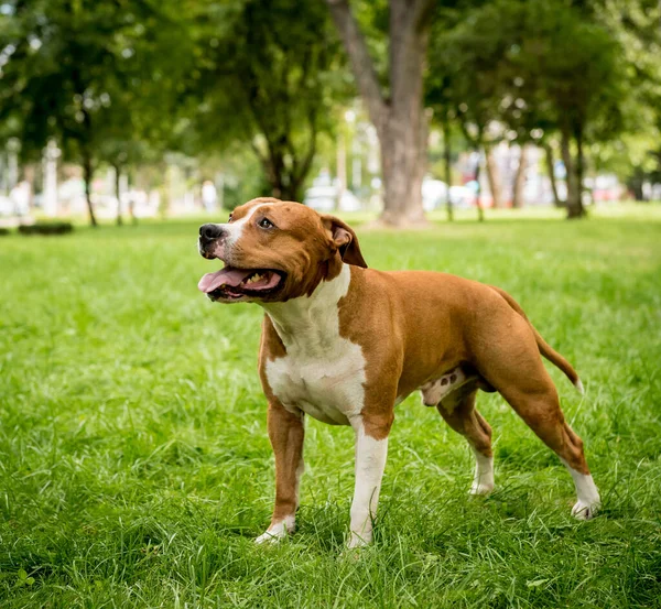 Retrato del lindo staffordshire terrier americano en el parque. — Foto de Stock