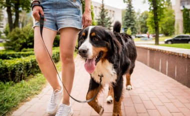 Sahibi parkta Berner Sennenhund köpeğiyle yürüyor..