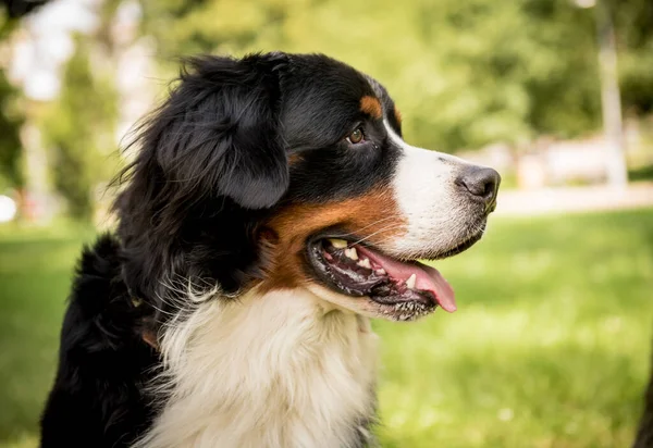 公園でかわいいBerner Senenhund犬の肖像画. — ストック写真